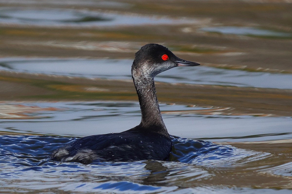 Eared Grebe - ML614083651