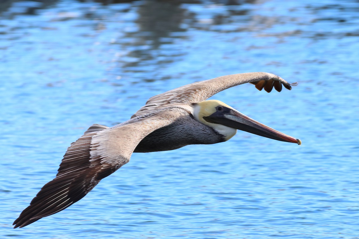 Brown Pelican - ML614083680