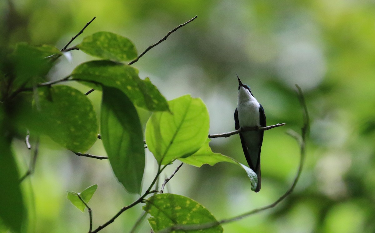 Colibrí Hada Occidental - ML614083685