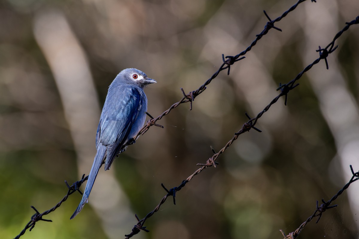 Kül Rengi Drongo (stigmatops) - ML614083803