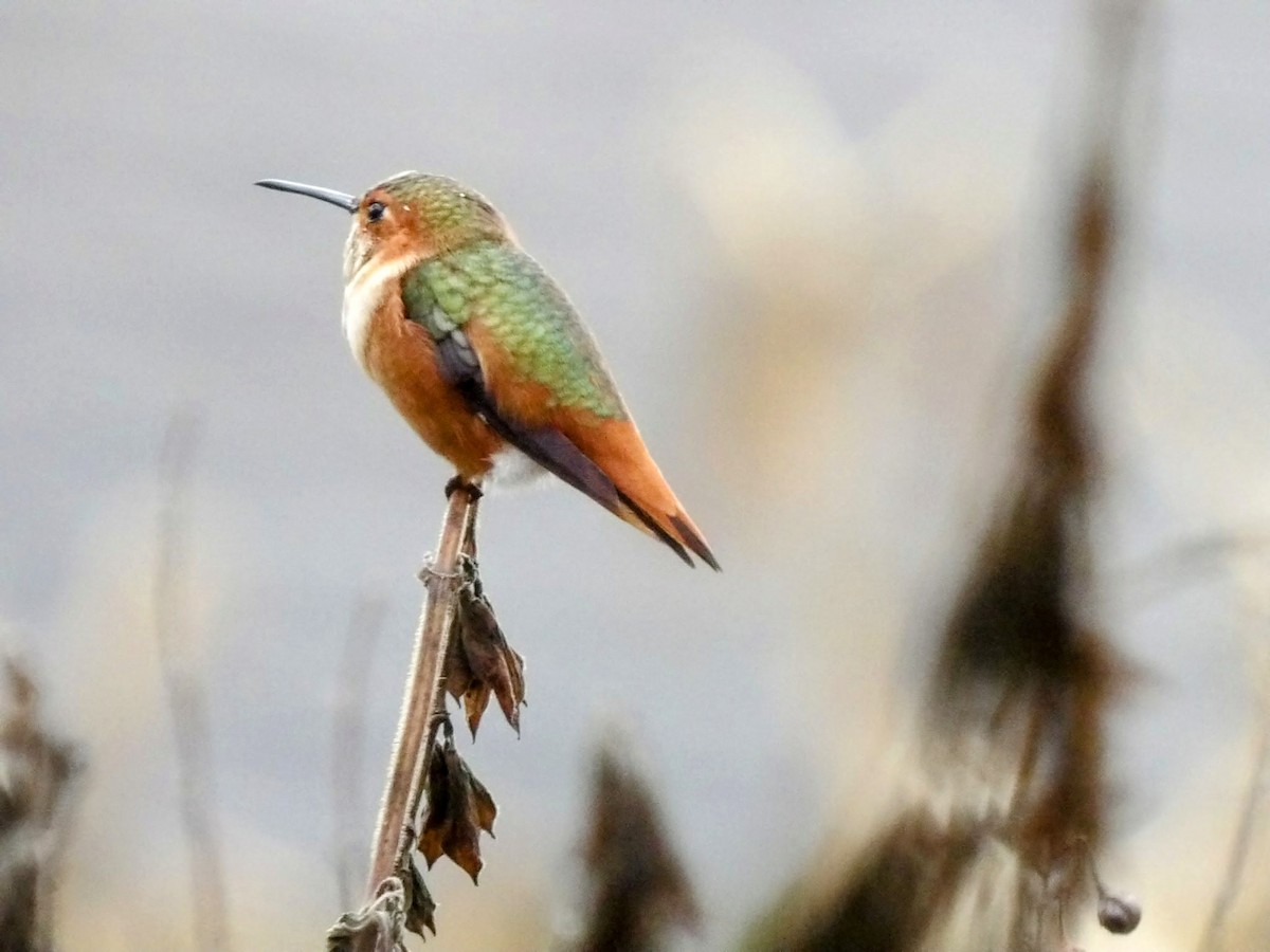 Allen's Hummingbird - Anthony Colicci