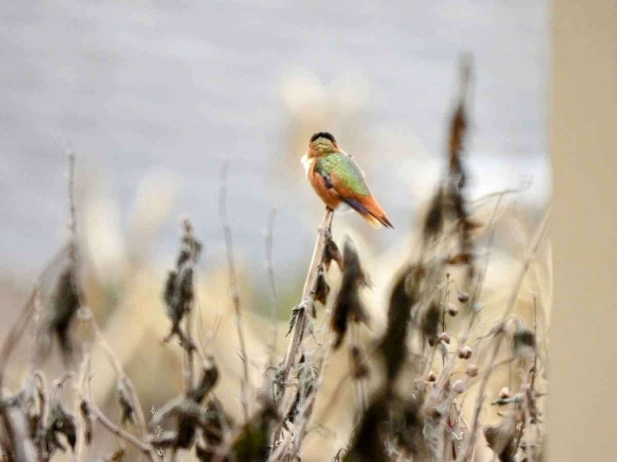 Allen's Hummingbird - Anthony Colicci