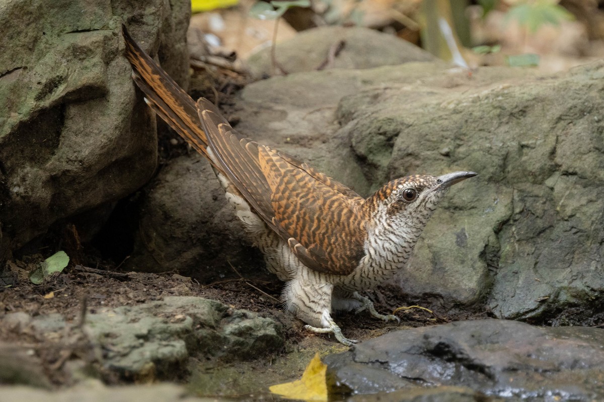 Banded Bay Cuckoo - ML614083852