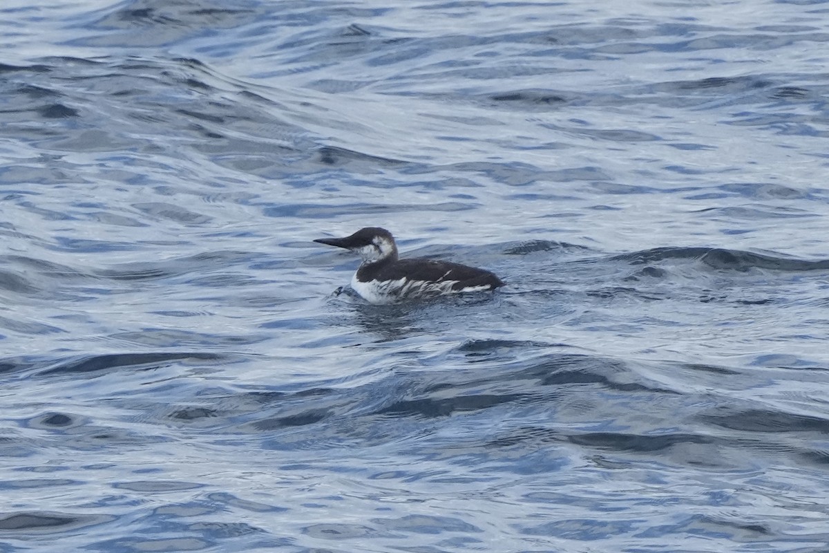 Common Murre - ML614083855