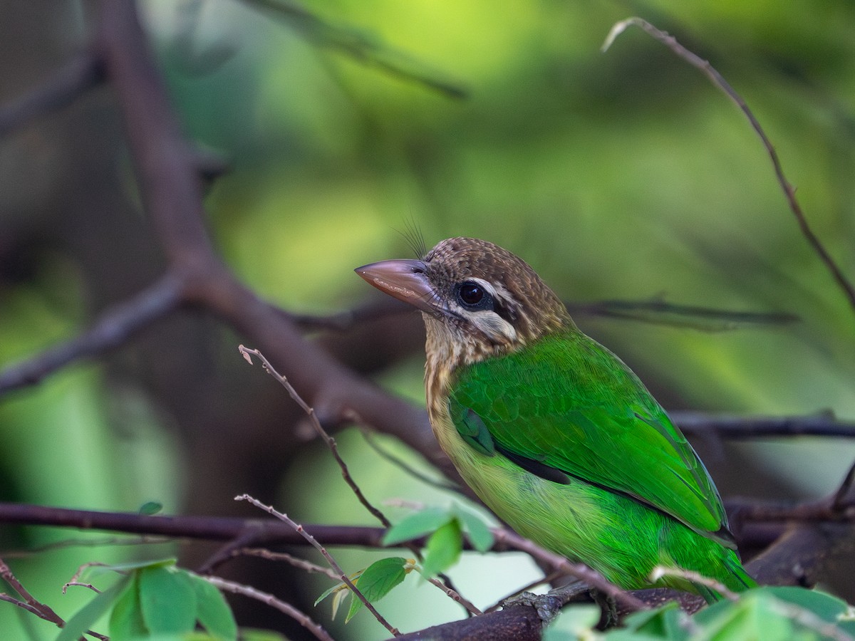 White-cheeked Barbet - ML614083860