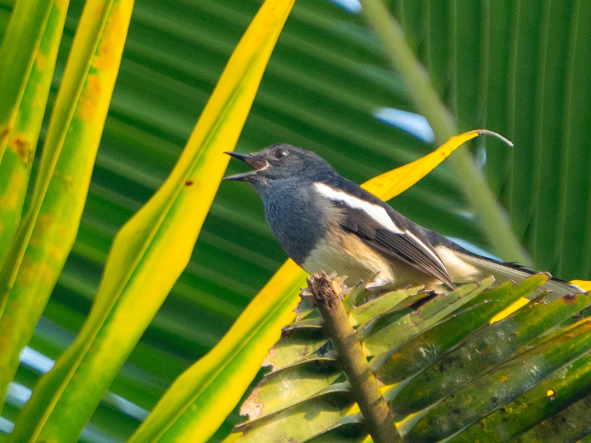 Oriental Magpie-Robin - Ana Kaahanui