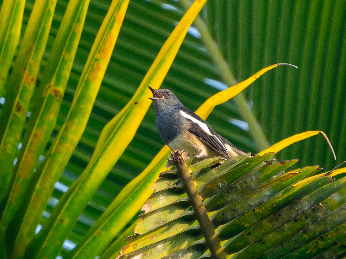 Oriental Magpie-Robin - Ana Kaahanui