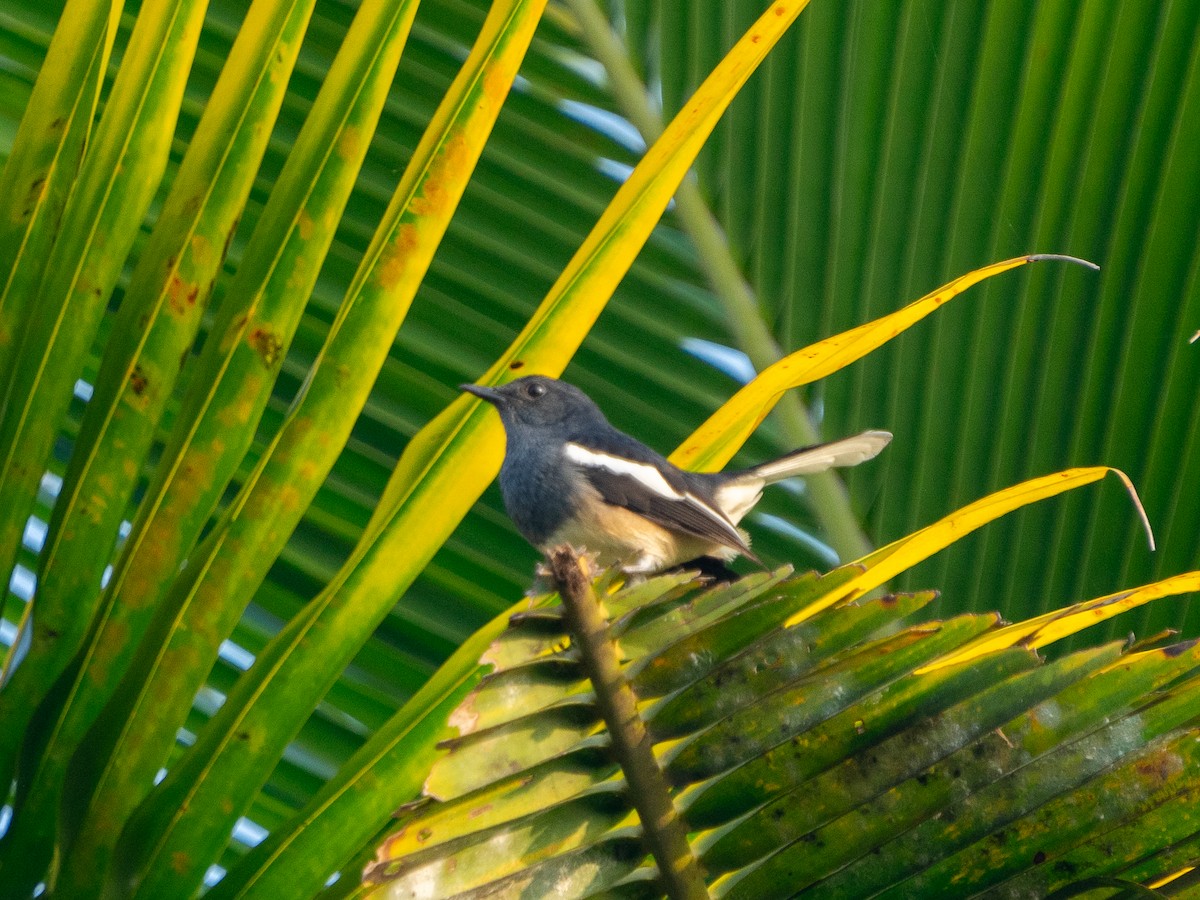 Oriental Magpie-Robin - ML614083889