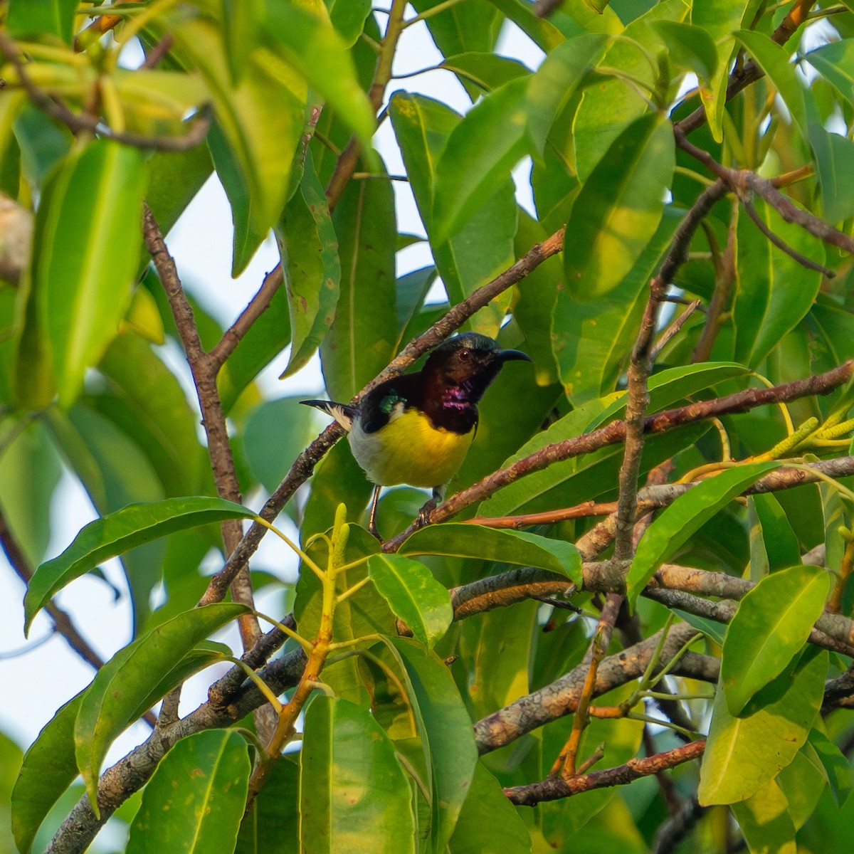 Purple-rumped Sunbird - ML614083917