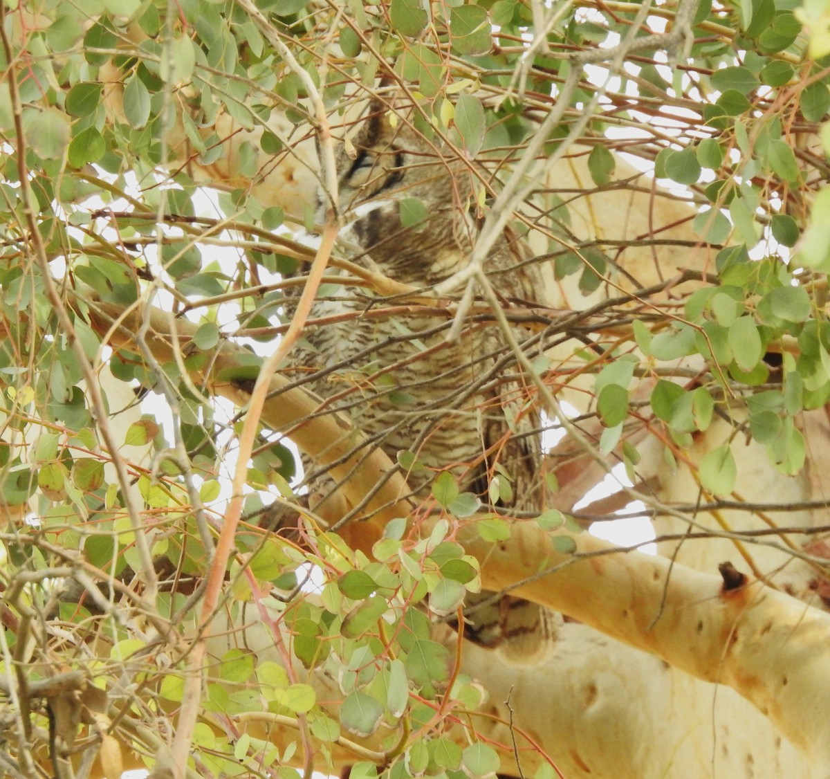 Great Horned Owl - ML614083920