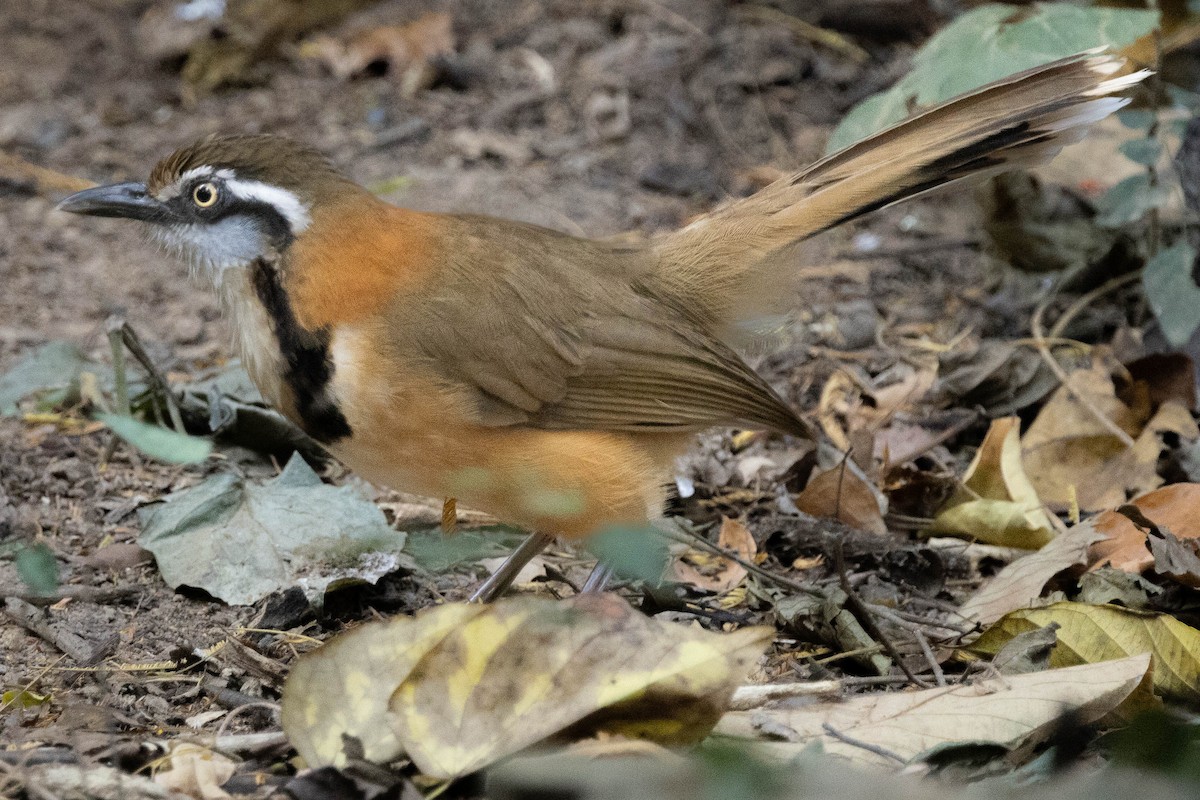Lesser Necklaced Laughingthrush - ML614083932