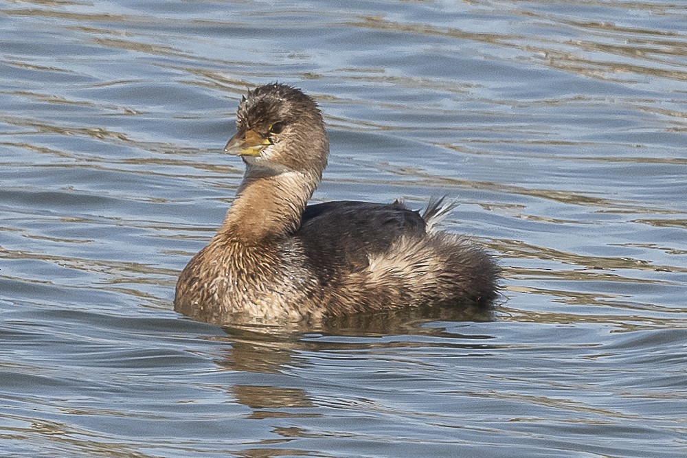 Pied-billed Grebe - ML614084001