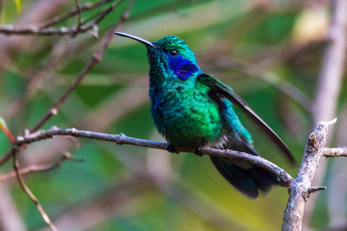 kolibřík modrouchý - ML614084003