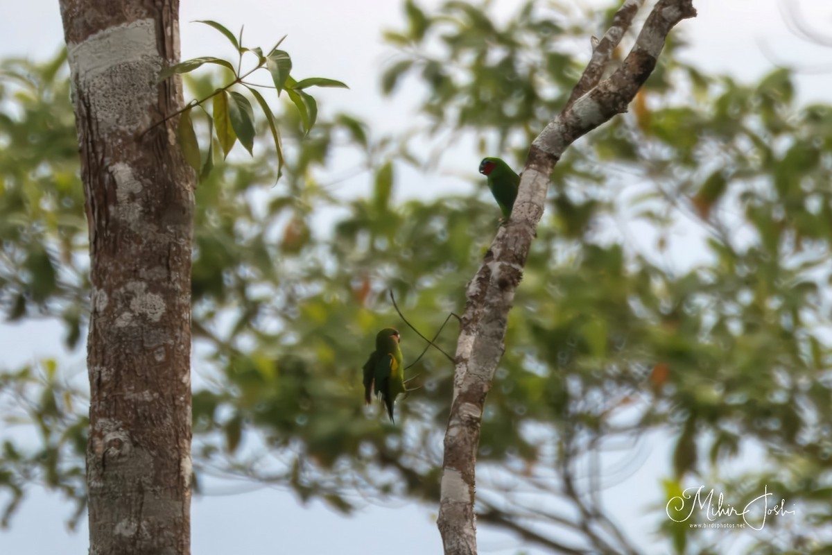 Double-eyed Fig-Parrot - ML614084038