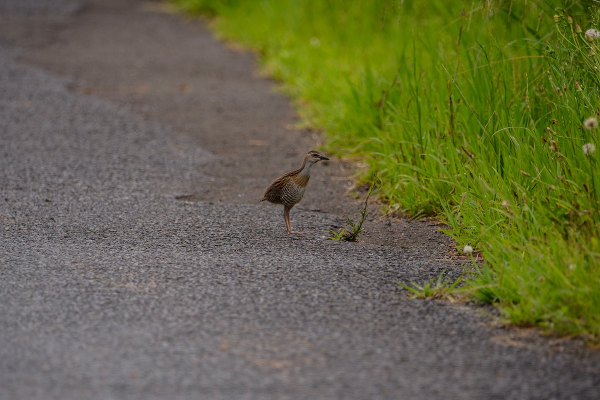 Buff-banded Rail - ML614084064