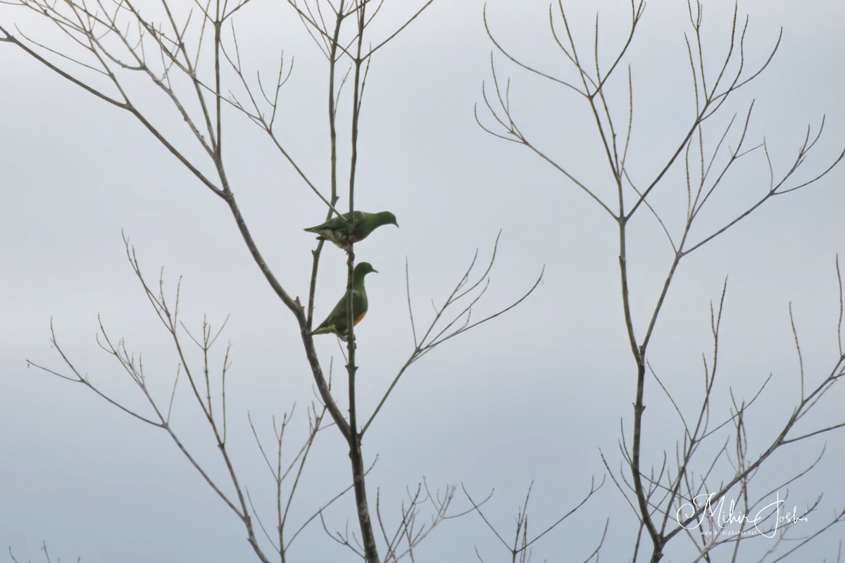 Orange-bellied Fruit-Dove - ML614084100