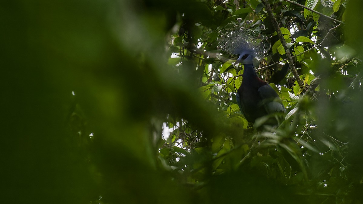 Victoria Crowned-Pigeon - ML614084167