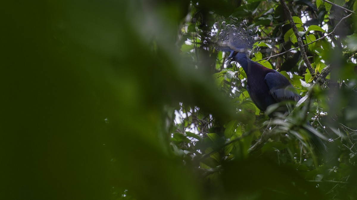 Victoria Crowned-Pigeon - Robert Tizard