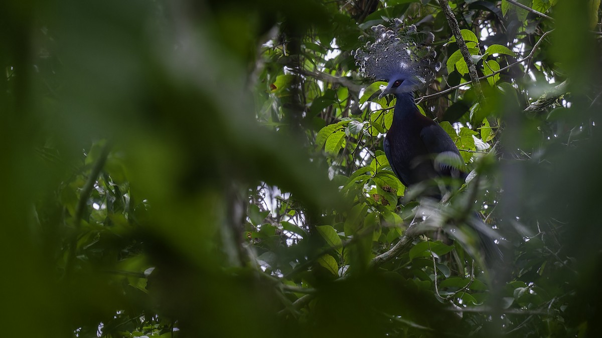 Victoria Crowned-Pigeon - ML614084196