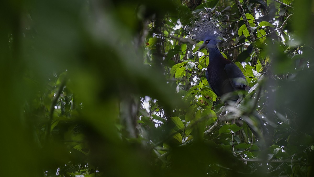 Victoria Crowned-Pigeon - ML614084203