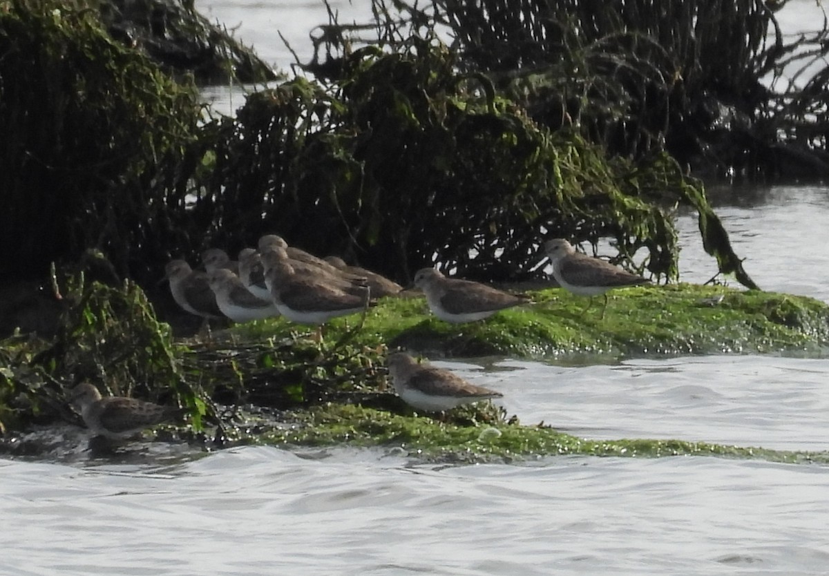 Least Sandpiper - ML614084248