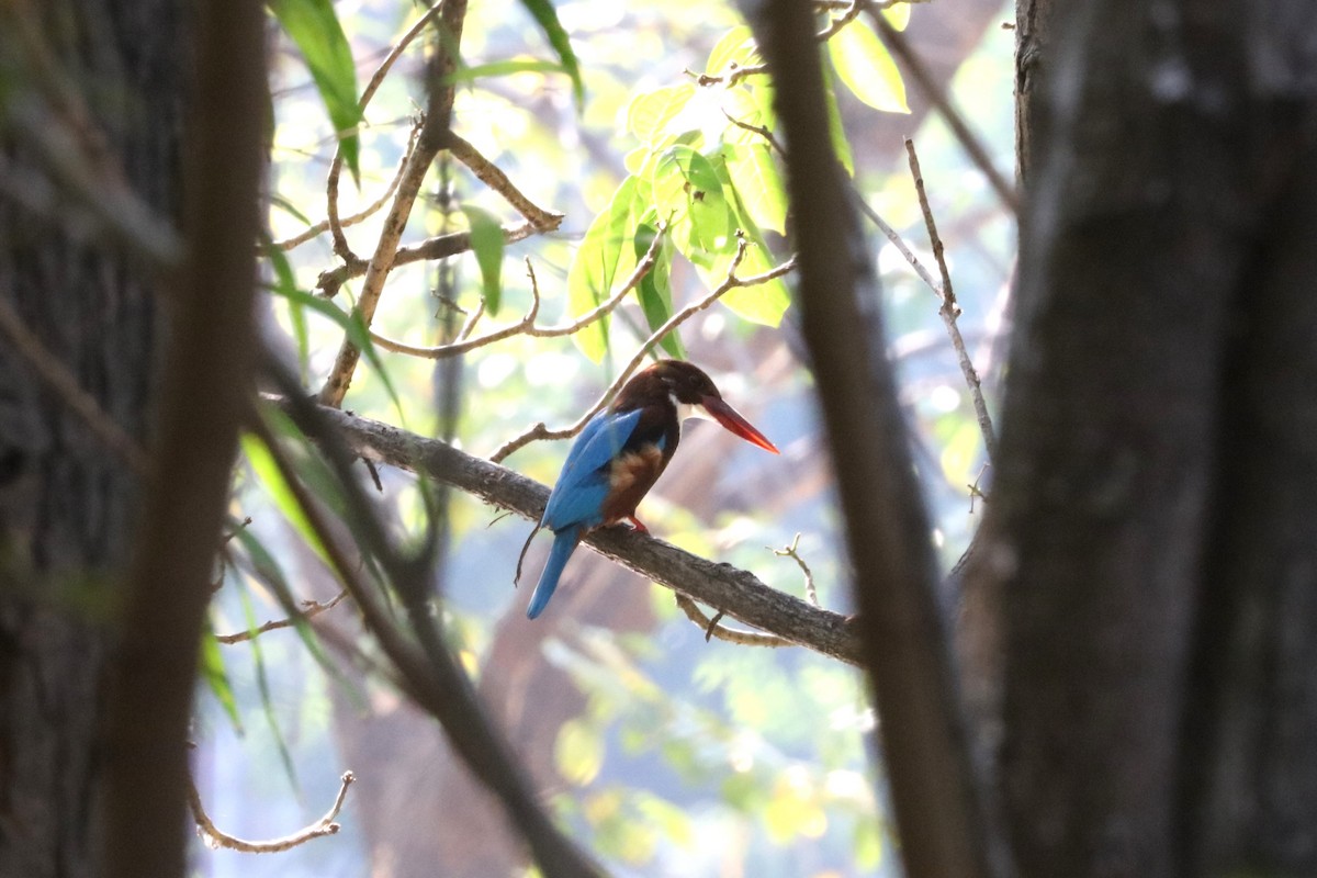 White-throated Kingfisher - ML614084318