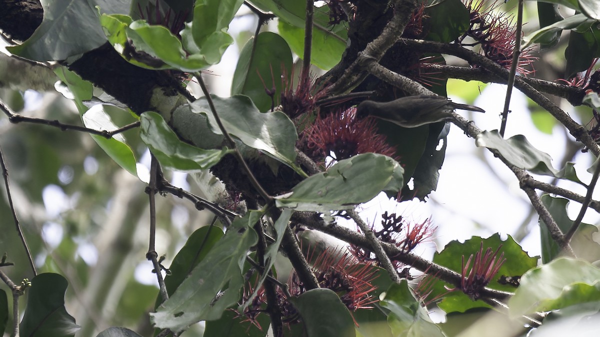 Ruby-throated Myzomela - Robert Tizard