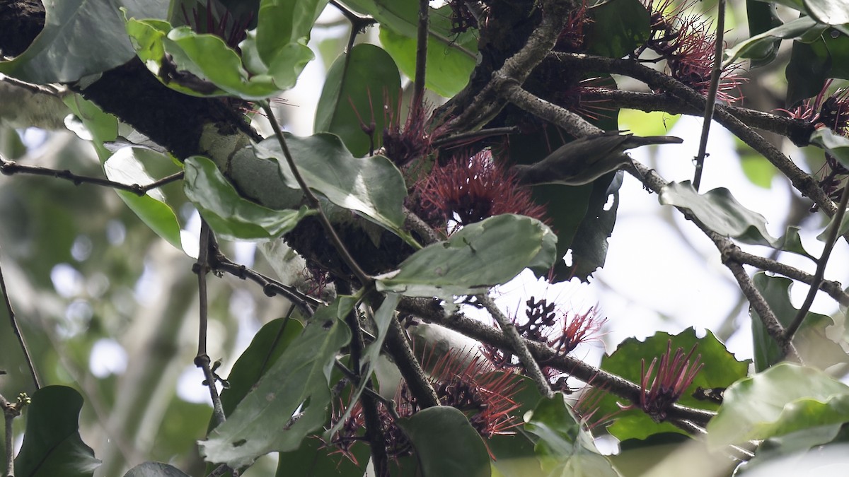 Ruby-throated Myzomela - Robert Tizard