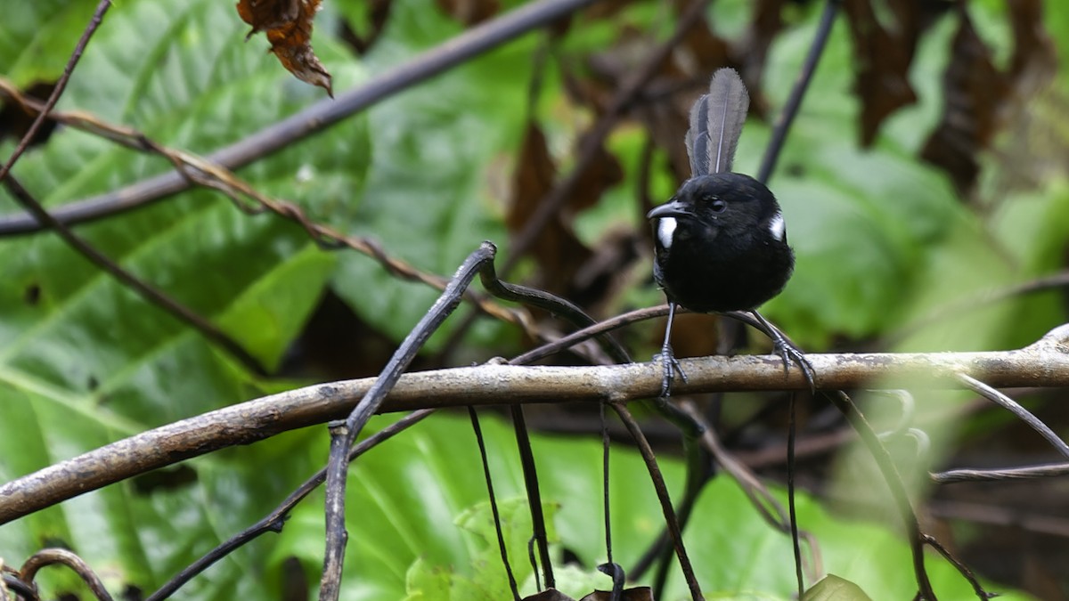 White-shouldered Fairywren - ML614084422