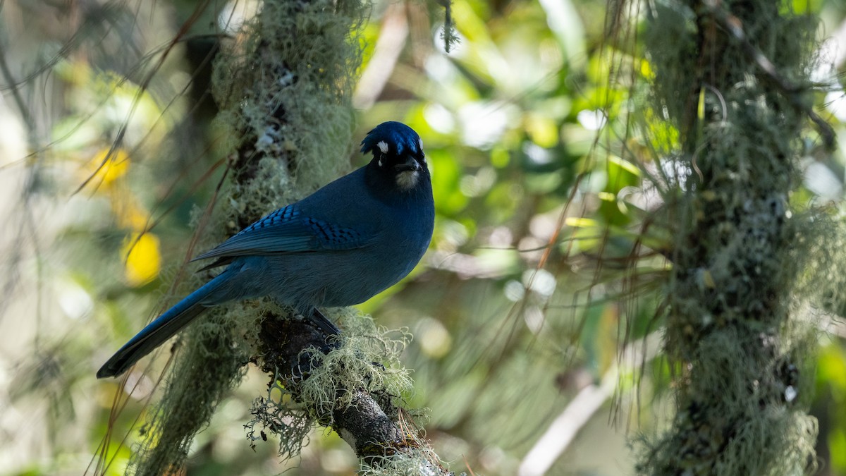 Steller's Jay (Middle American) - Mathurin Malby