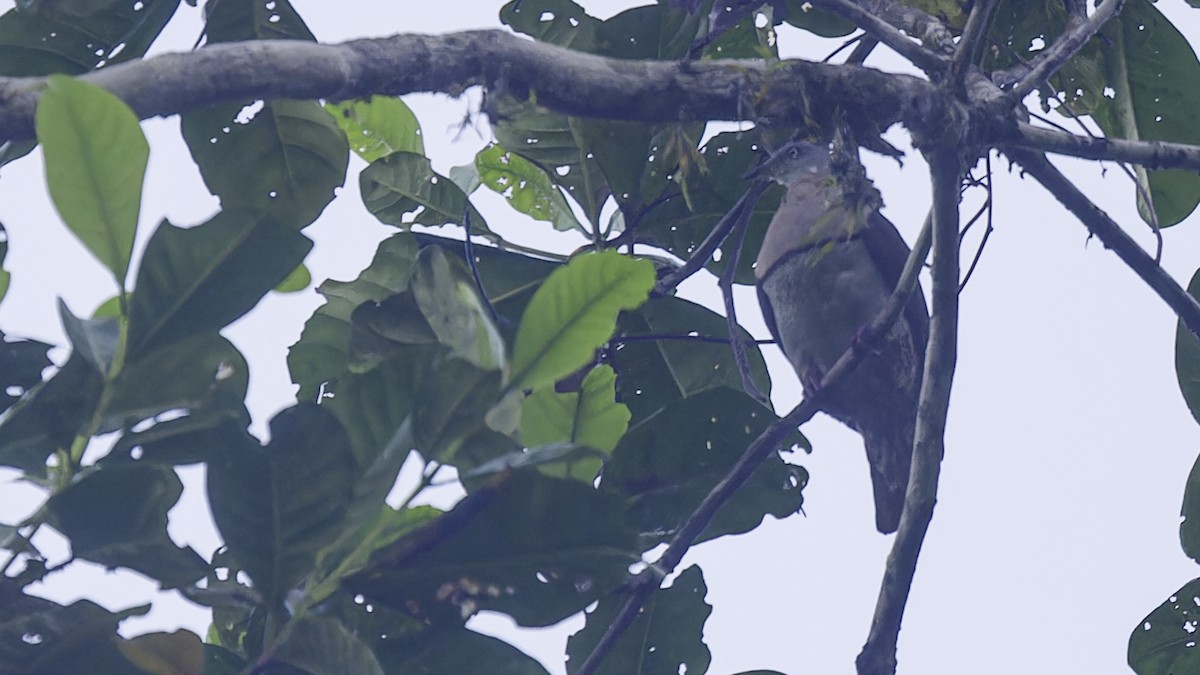 Zoe's Imperial-Pigeon - ML614084482