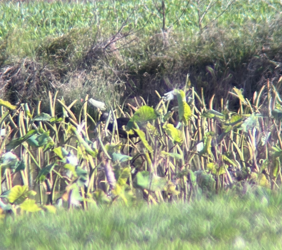 White-faced Ibis - ML614084494