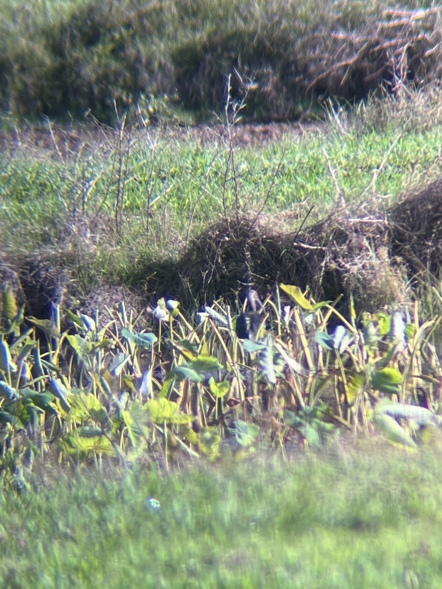 White-faced Ibis - ML614084496