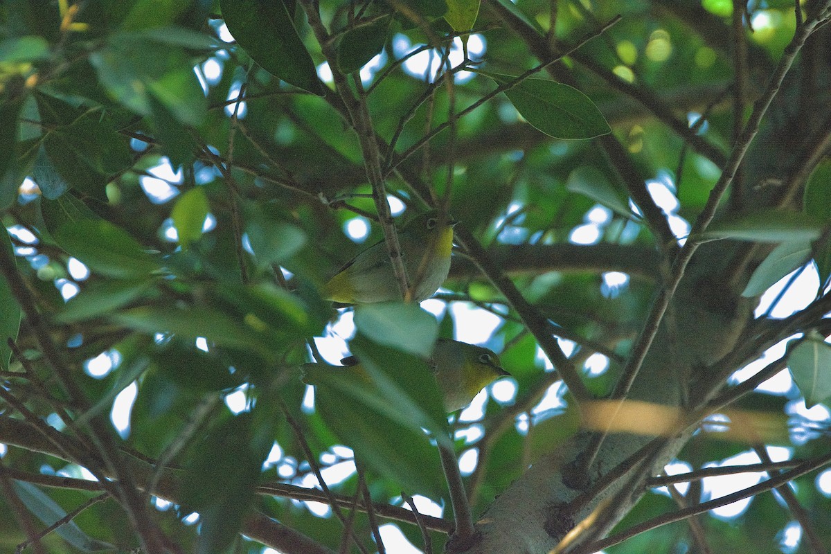 Swinhoe's White-eye - Giselle Ibarra Flores