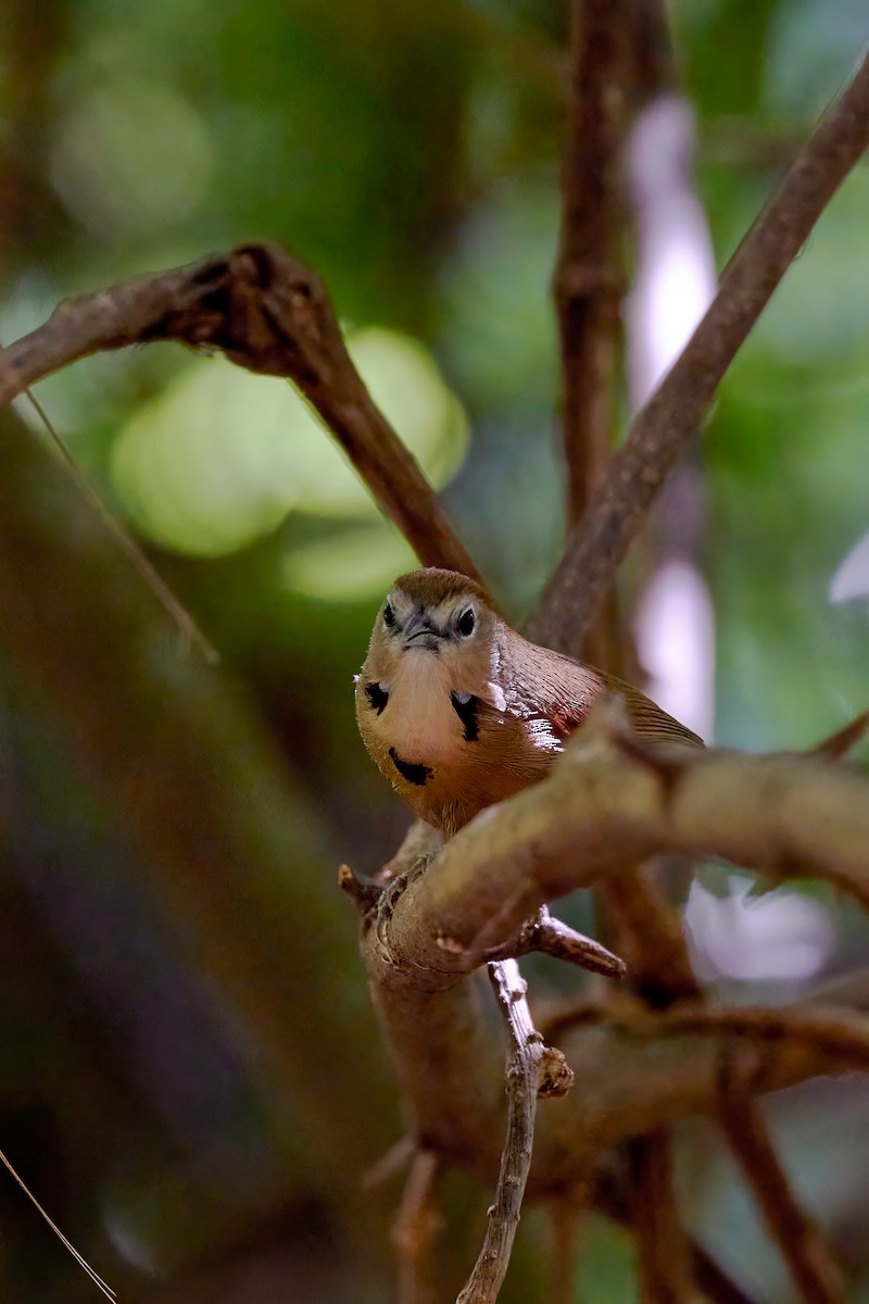 Crescent-chested Babbler - ML614084560