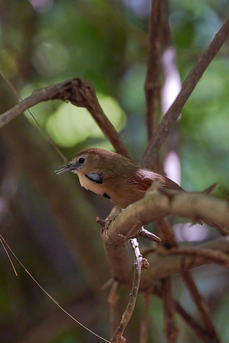 Crescent-chested Babbler - ML614084562