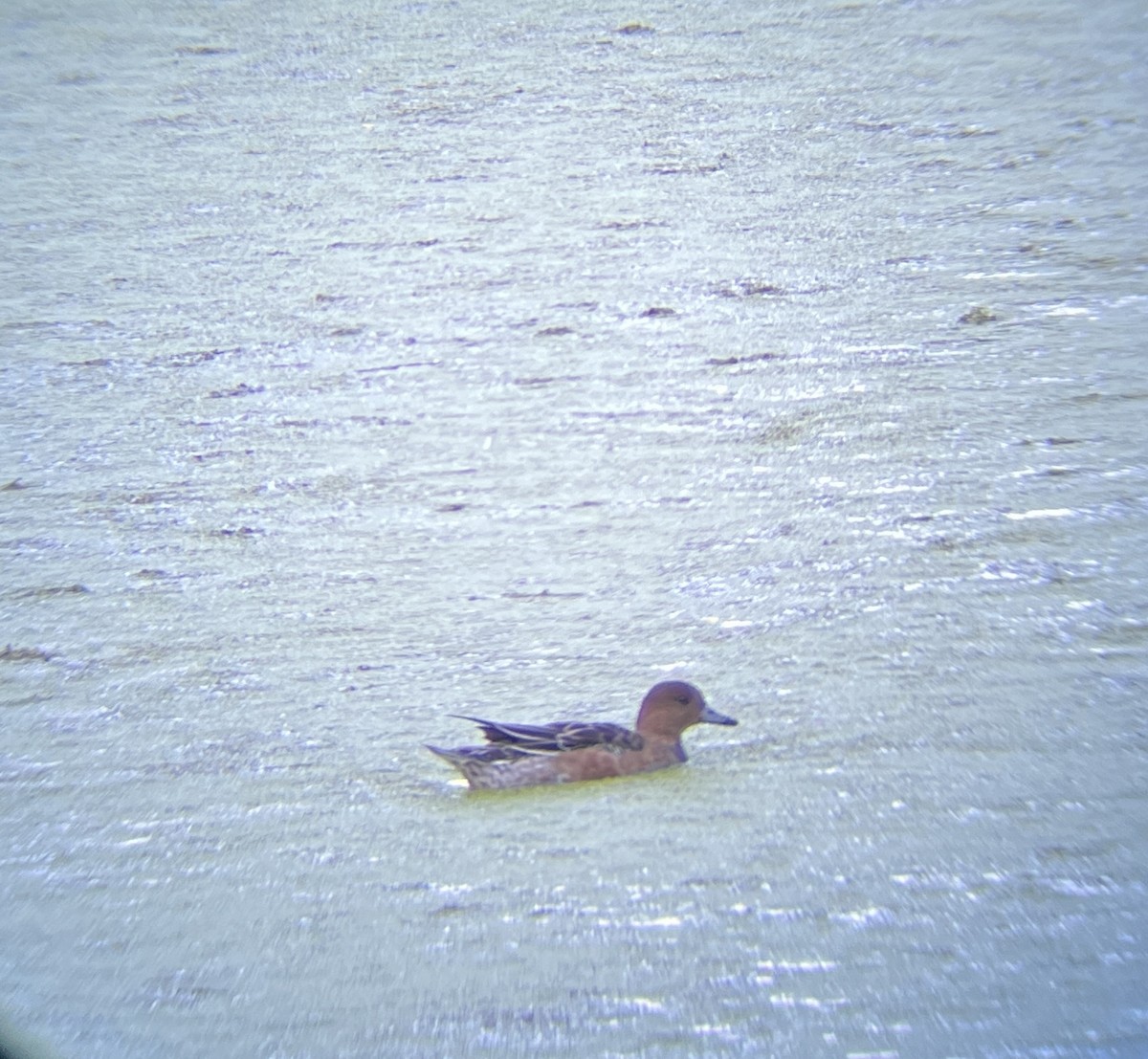 Eurasian Wigeon - ML614084593