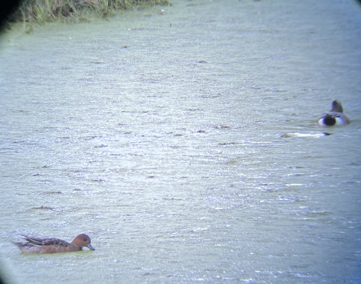 Eurasian Wigeon - ML614084595