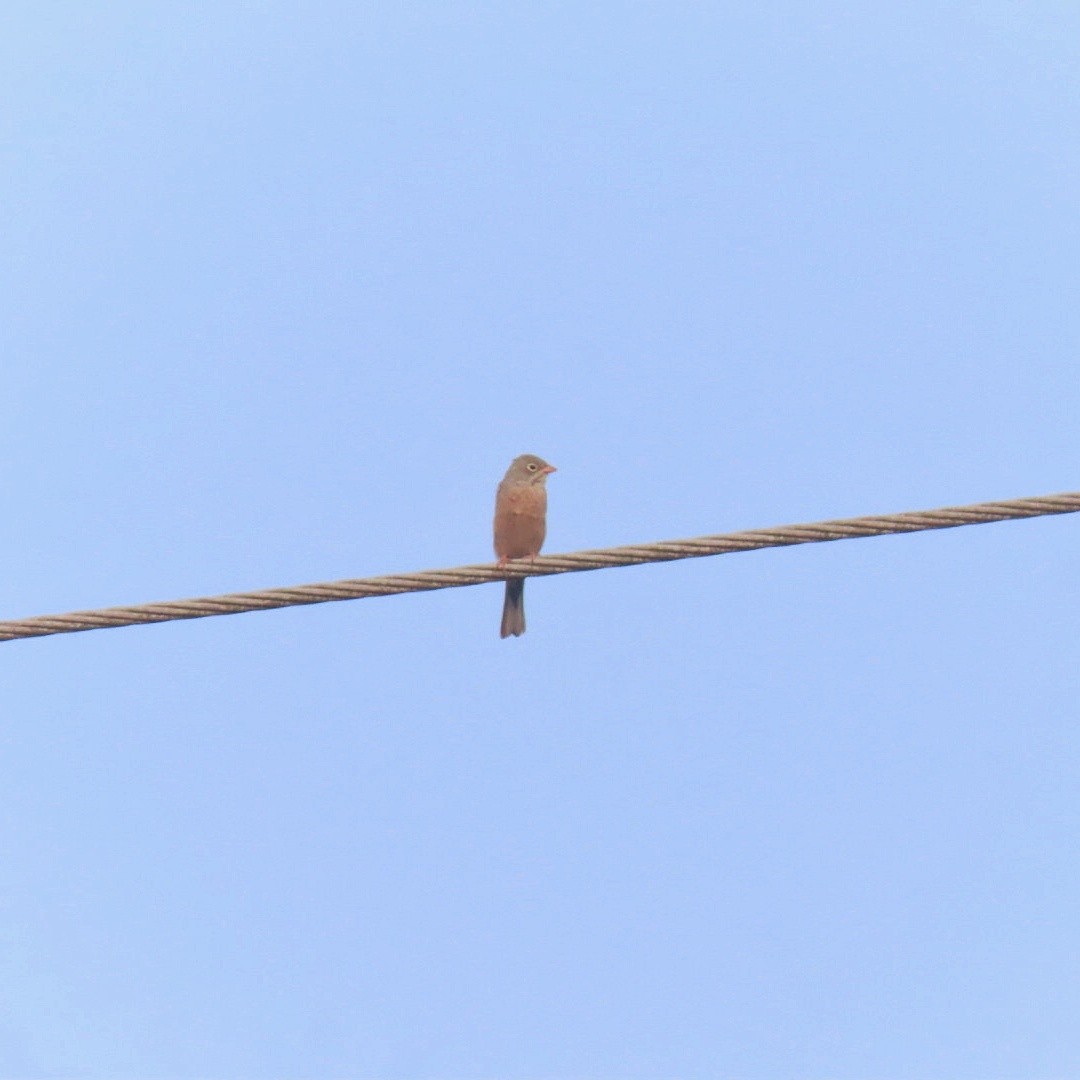 Gray-necked Bunting - ML614084614