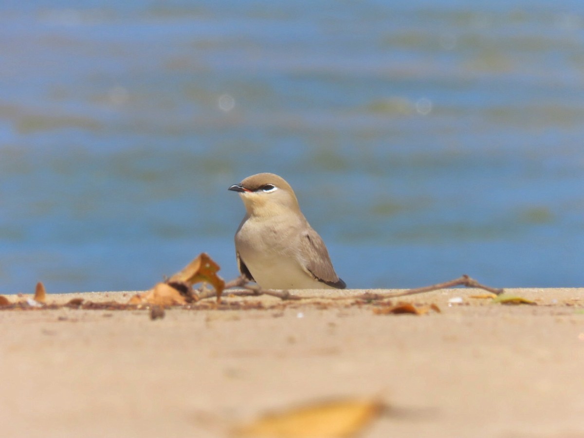 Small Pratincole - ML614084635