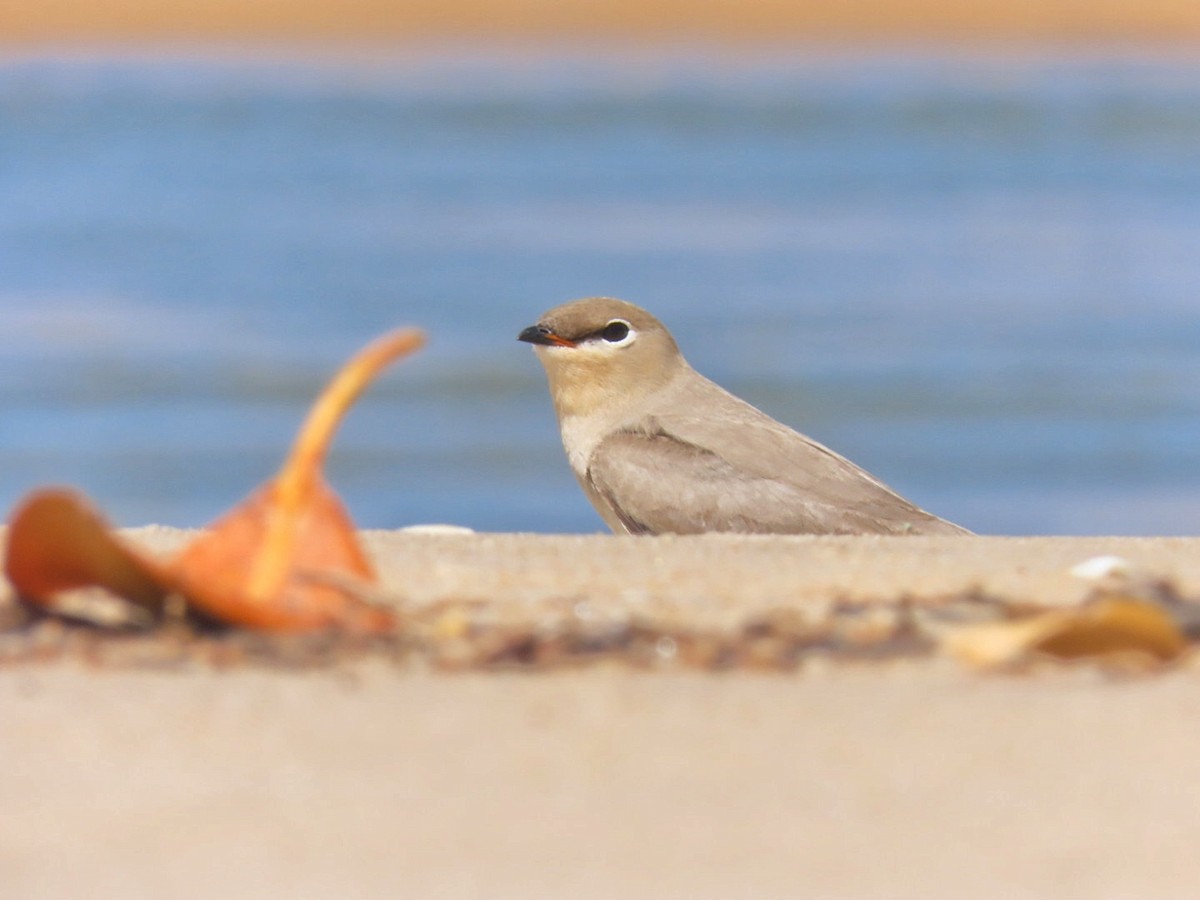 Small Pratincole - ML614084637