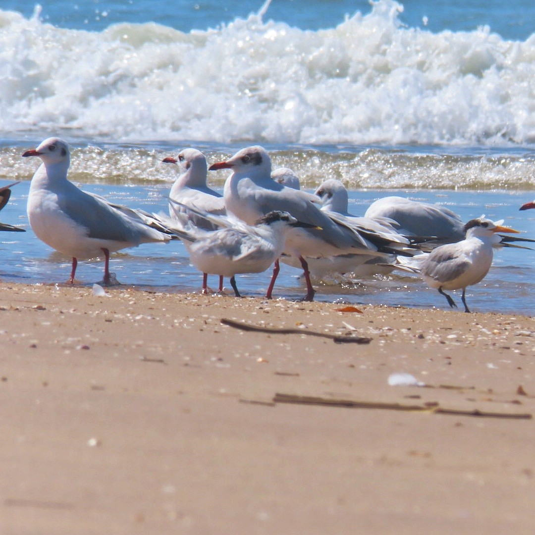 Sandwich Tern - Sreelal K Mohan