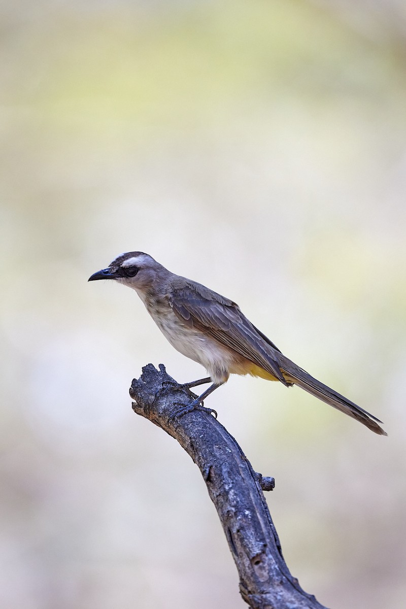 Bulbul Culiamarillo (Sunda) - ML614084774