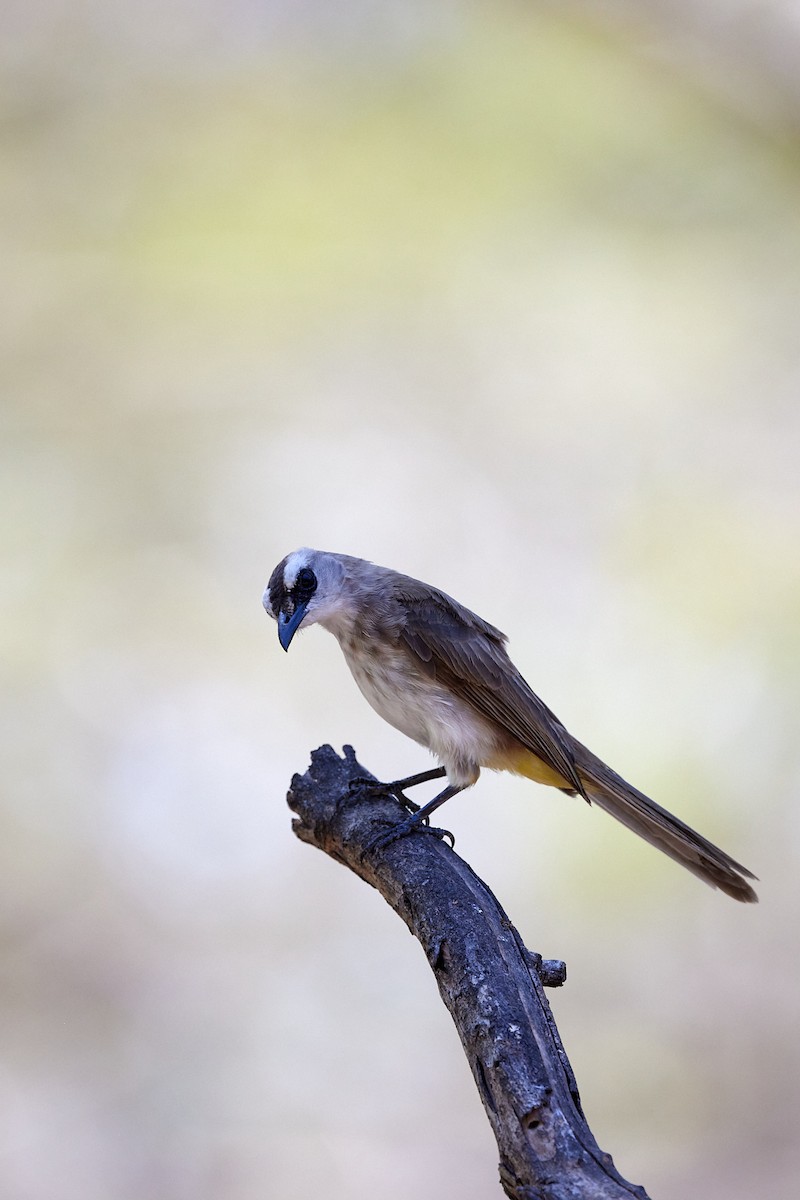 Bulbul Culiamarillo (Sunda) - ML614084775