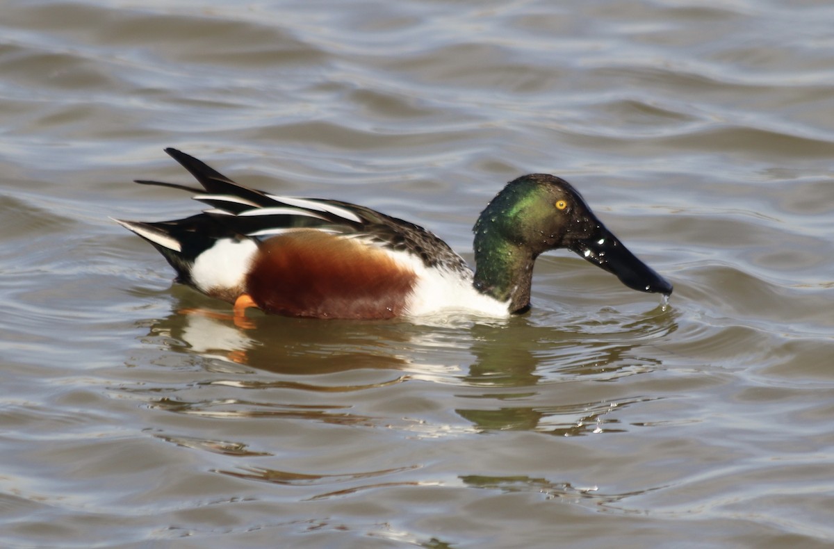 Northern Shoveler - ML614084811