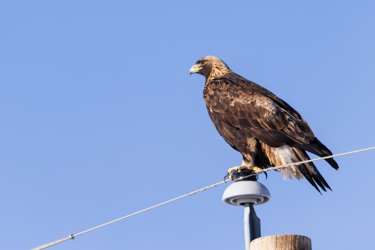 Golden Eagle - David Lariviere