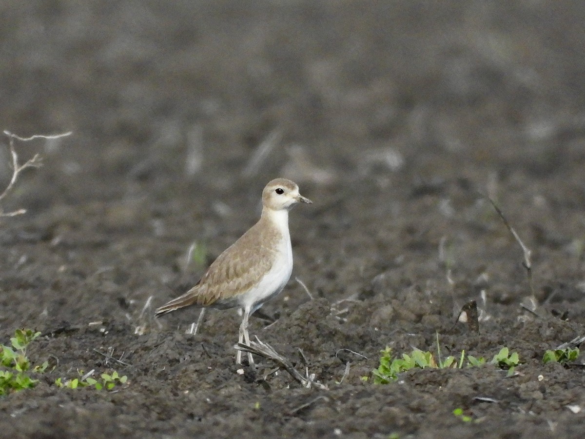 Mountain Plover - ML614084822