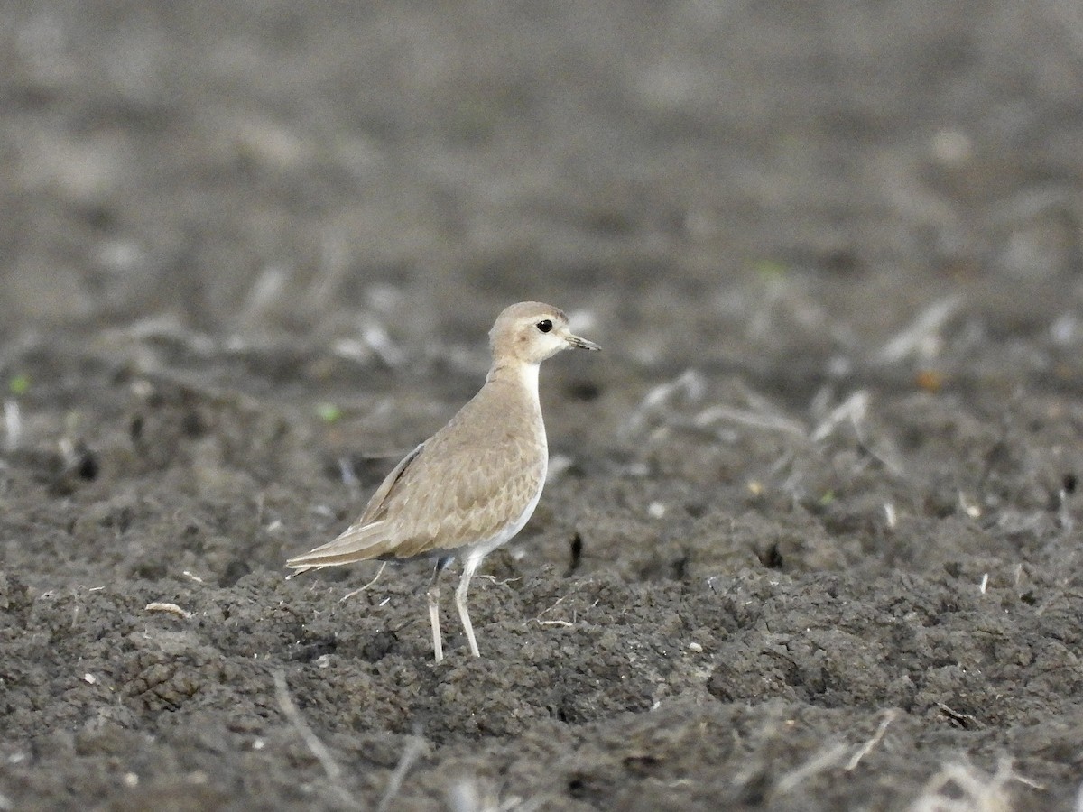 Chorlito Llanero - ML614084824