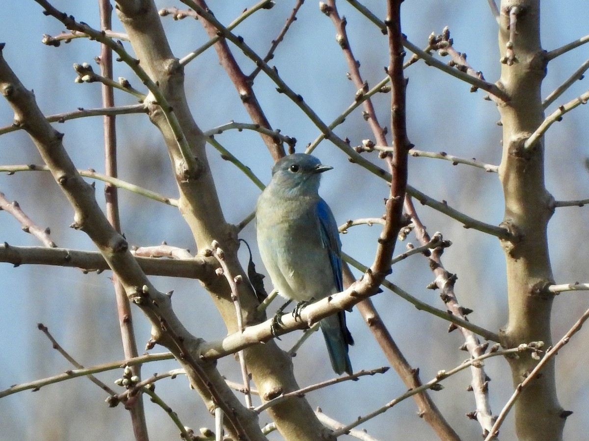 Mountain Bluebird - ML614084850