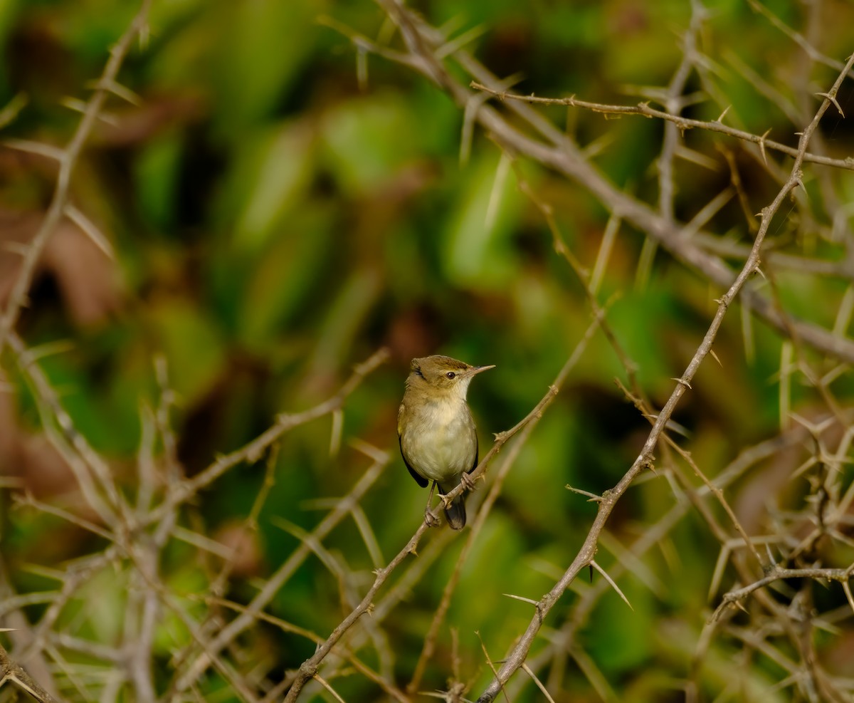 Blyth's Reed Warbler - ML614084888